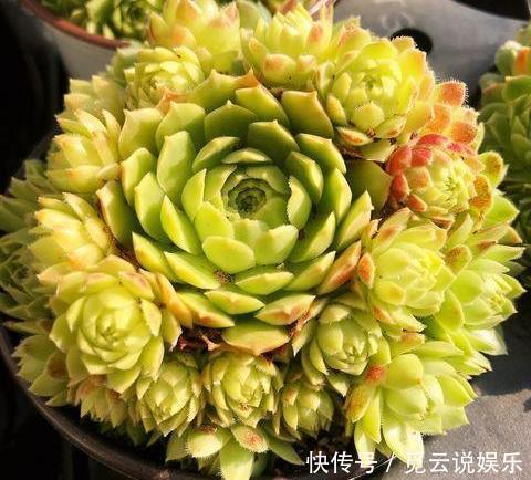 美美|漂亮的多肉怎么养掌握“小技巧”，个个肥嘟嘟，状态美美哒