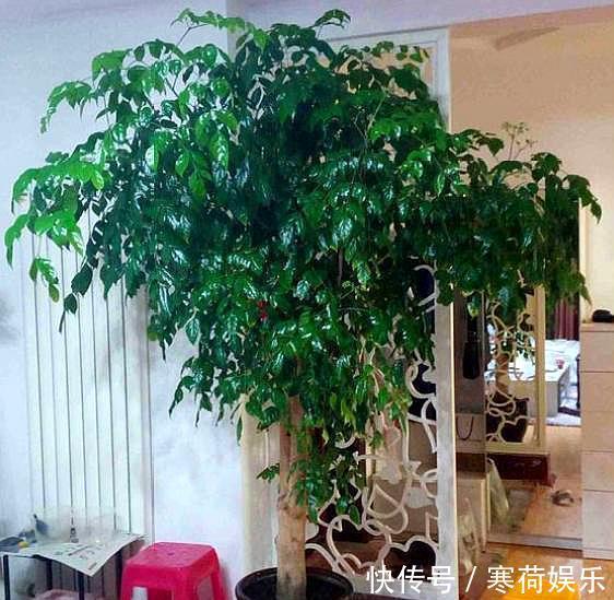 幸福树养护“小窍门”,2分钟学会,杜绝烂根黄叶,寓意幸福平安