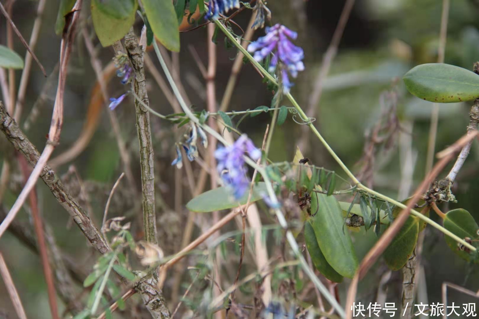 昆明冬日看花