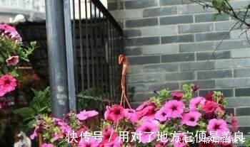 毒性|这“4种”花再便宜也别养,个个是“毒花”,看完赶紧搬走