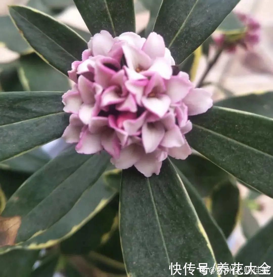 株形|7月必剪花，要抓紧时间，不然剪晚了不开花