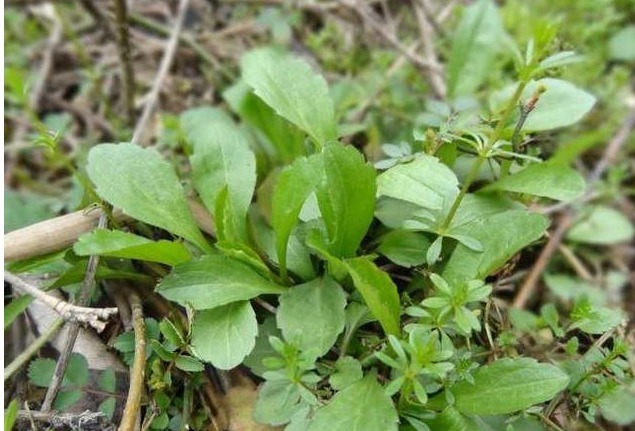 谷谷丁|7种农村常见的野菜，个个都是治病的“良药”，你吃过几个