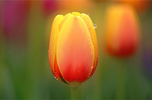 此花所代表的是富贵和高雅,是寓意爱情美满的花,花苞是最美的