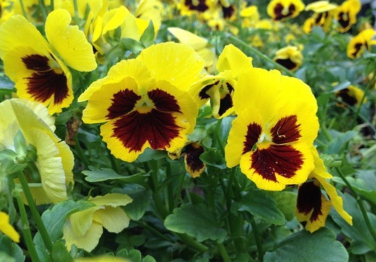 家里阳台养此款花,新手也能养爆盆,比香水都好闻,满屋子都是香