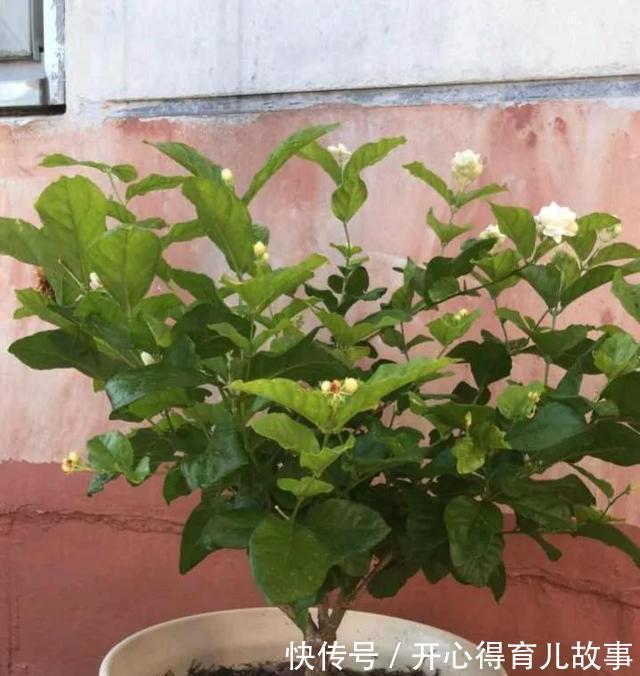 金边瑞香|这4种“香妃花”,美貌与香气共存,又清新又高雅