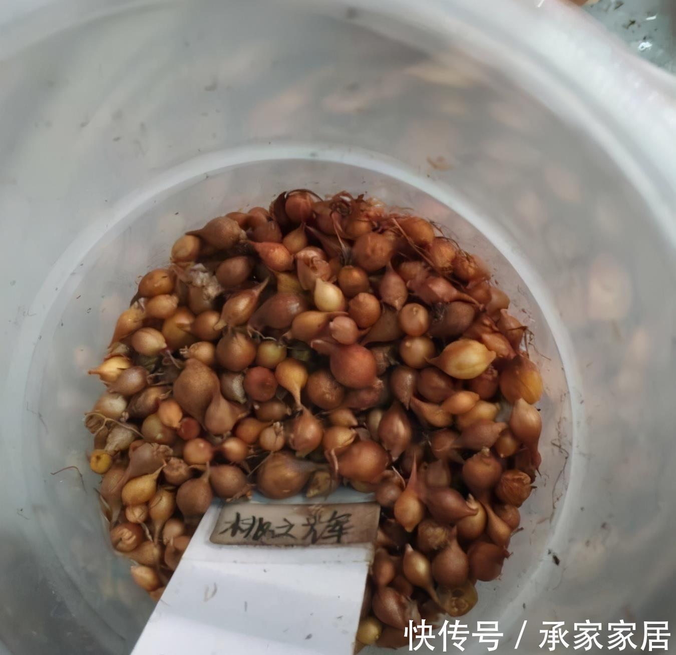 栽种|立秋之后，3种球根花卉可以种了，很好养各种花色无比美貌