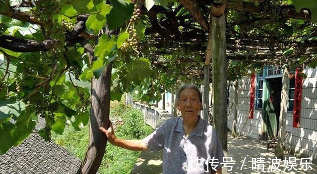 农村院子里最适合种的5种树,不但寓意好,而且美观又实用!