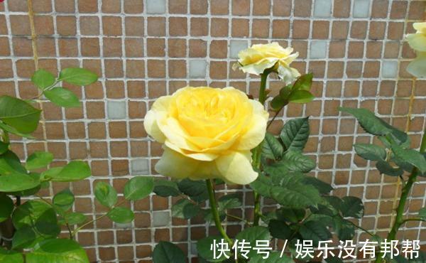 圣女贞德|养花试试这几款，可盆栽种植，是阳台族的福音