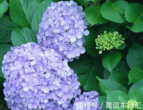 牡丹花|此“花”盛开富贵之感，花色繁多又艳丽，养在家中一年四季赏花