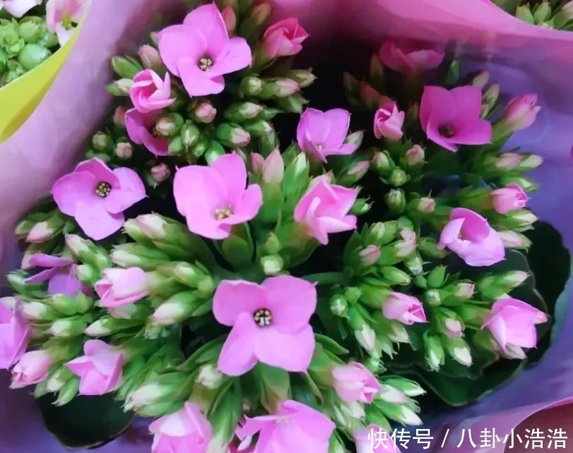 花期|45种长寿花,个个都是高颜值,家里养几盆,美得移不开眼