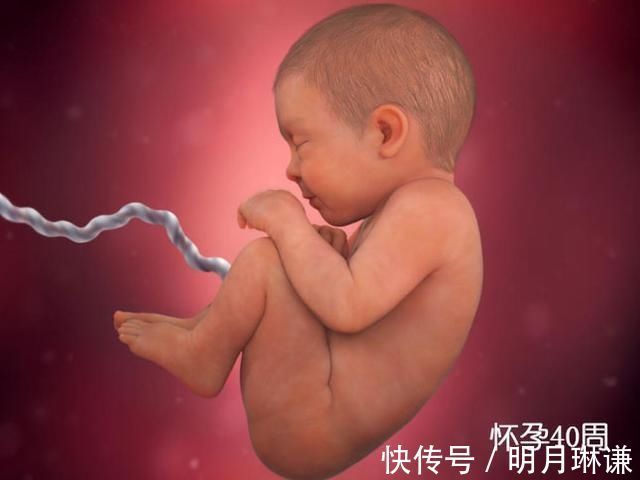 皮下脂肪|组图了解胎儿在子宫中的生长过程,生命太奇妙了!准爸妈们看看