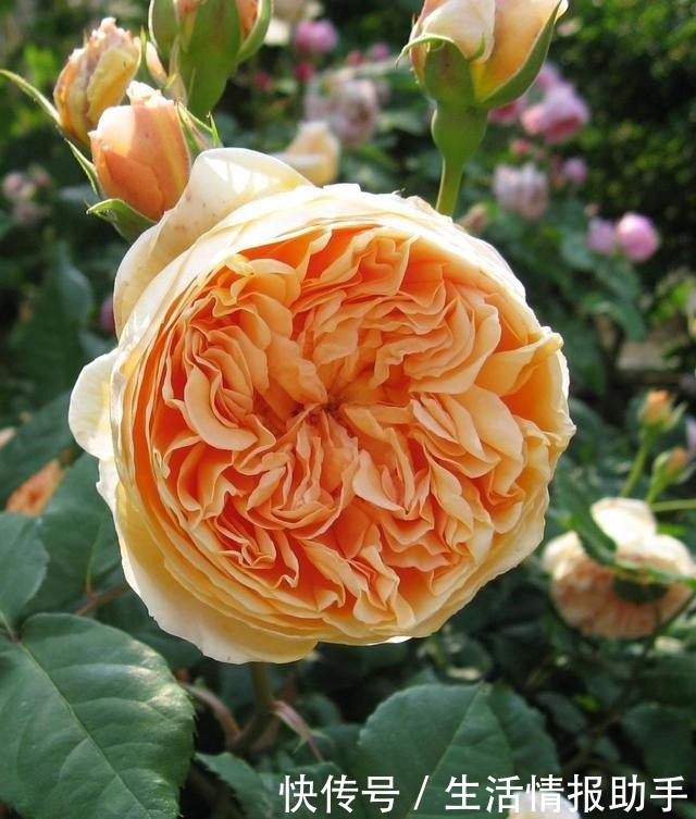 藤本月季三年才成型不,选择这3个品种,一年就能给你一面花墙!