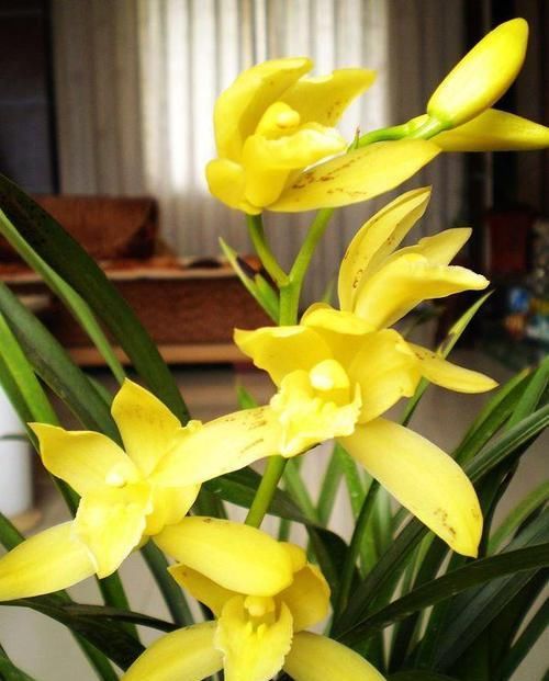  养兰|新手养兰首选“小神童”，花色金黄，香味扑鼻，每年可以开花4次