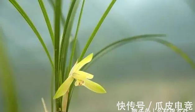 兰花香味不浓,香味不纯?用一个免费技巧,开花时邻居都能闻得到