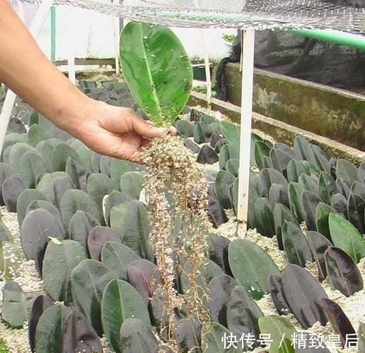 盆栽何必花钱买?这5个盆栽只捡一片叶子或枝条,就能养爆一大盆