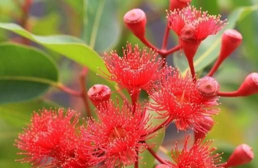 疯长|大户人家爱养“三植物”，一开花就有好事情，遇水疯长“寓意好”