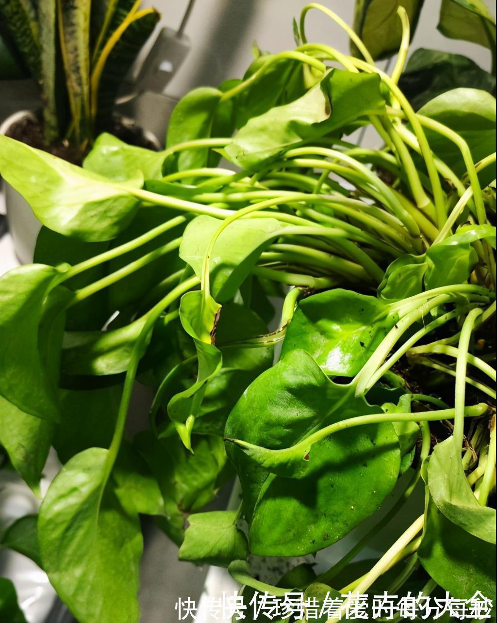 绿萝|这些“娇气花”,冻坏也别扔,剪一刀,救一命