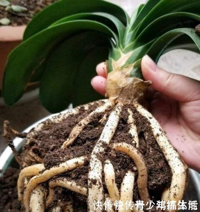 养君子兰,“深盆”好,还是“浅盆”好选错了,不长叶,难开花!