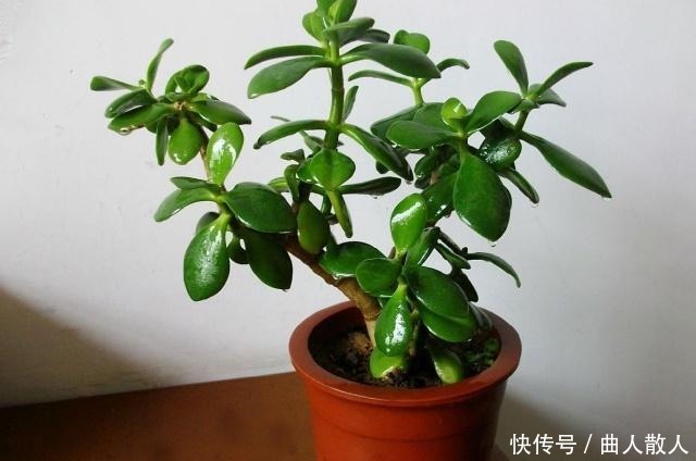 将这些东西垫到盆底下面,让植物越长越旺!将这些东西垫到盆底下面,让植物越长越旺!