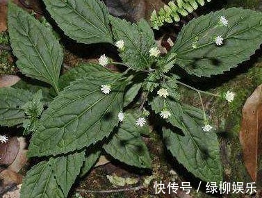 高热|下田菊,见过吗可用于感冒高热,咽喉炎,扁桃体炎,黄疸型肝炎