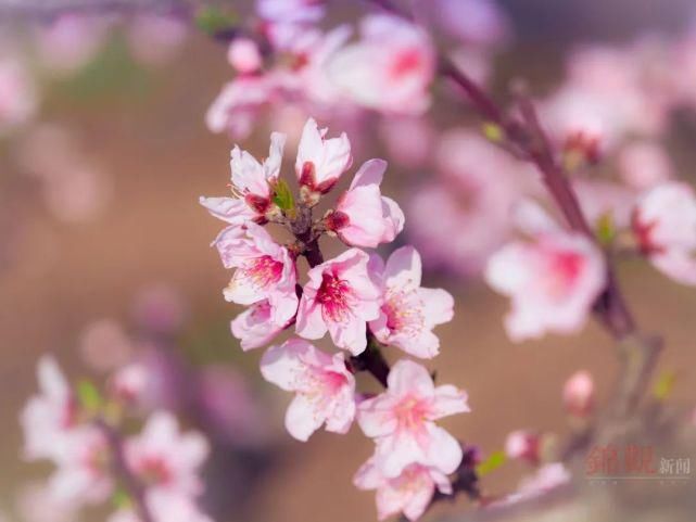 来这里，探寻“粉红花海”……