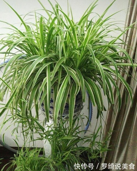 吊兰干尖、长得慢从现在起,1月喂点“黑豆豆”,猛长不停!