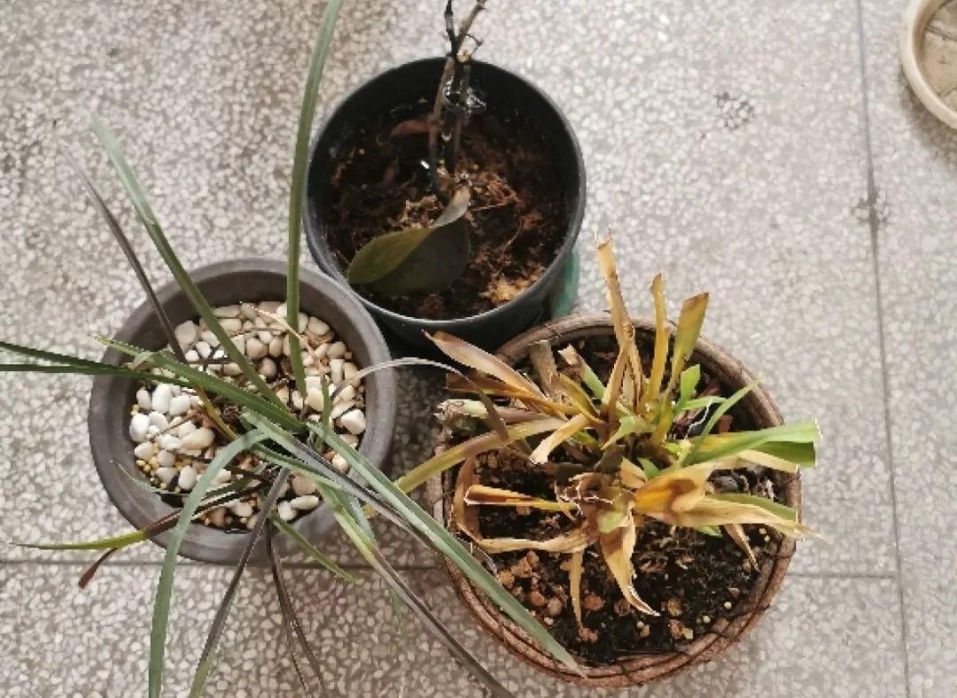 浇水|警惕秋老虎，别让你的花，度过夏天，却死在秋天