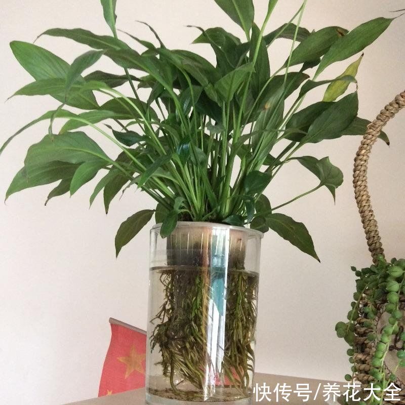 养花换个方法,直接插水里养,干净长得快