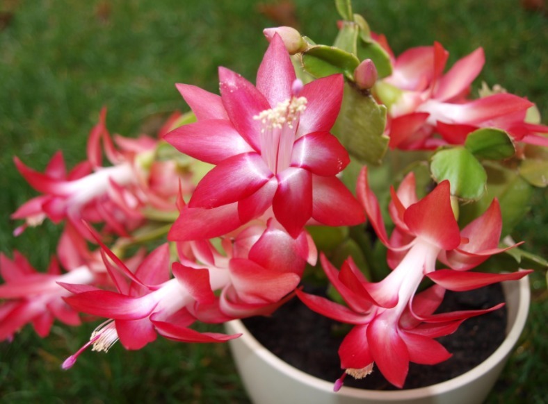 花钱买蟹爪兰傻,有点经验的人靠叶插,一下子育出多盆