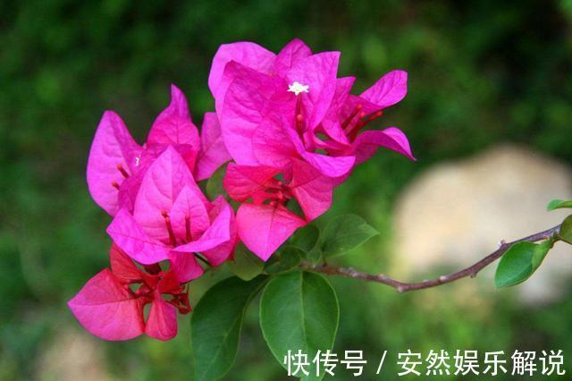 养花就养3种耐旱花,耐热耐晒还耐寒,开花爆盆很容易,漂亮极了