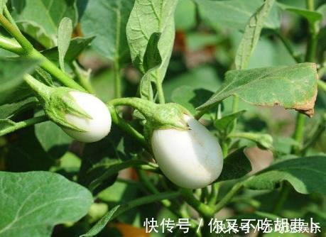 浇水|爷爷在阳台种“鸡蛋”,一盆收获20个,2个月摘一茬,够全家吃