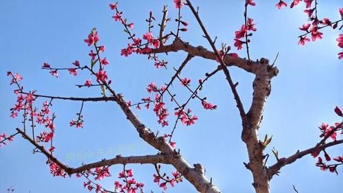 中年|春暖百花开，赏花正当时，蕉岭广福鹰嘴桃花吸引众多游客前往观赏