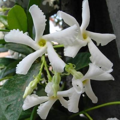 ?懒人养这4款花，不怕热不怕晒，开花超漂亮，花朵稠密又鲜艳