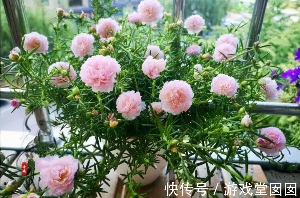 养花不会浇水吗?六大口诀记心间,养啥都能长得旺