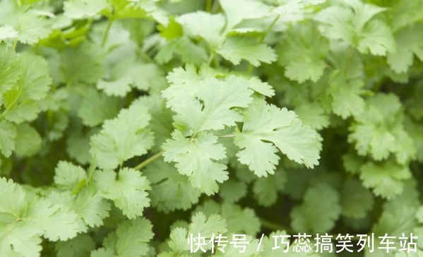 种植香菜出芽慢,出芽率低?多加一个步骤,香菜发芽快出苗齐