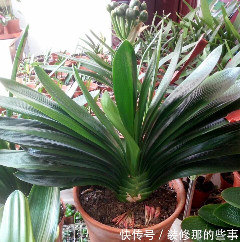 玛格丽特|8种漂亮花,夏天“少浇水”,浇一盆烂一盆,后悔也晚了