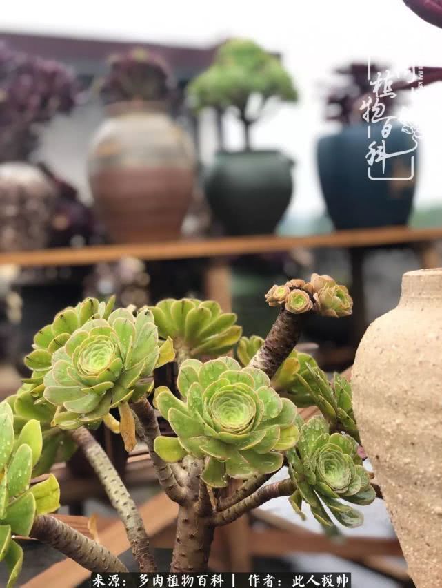 骄阳艳玫瑰，梦幻魔法师！独爱你的百媚千红！