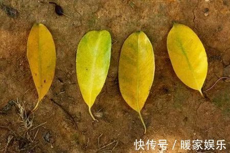 发黄|老花农教你小绝招，彻底摆脱夏天多种绿植片发黄，轻松变绿！