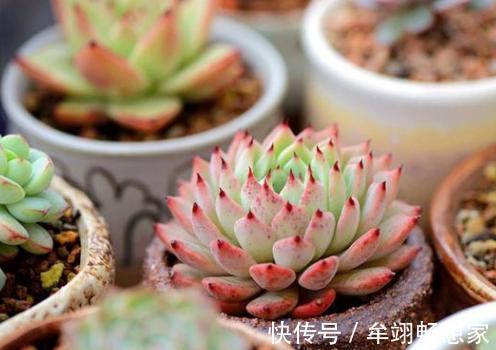 多肉植物叶片动不动就发软,该怎么办仔细水、肥供给就够了