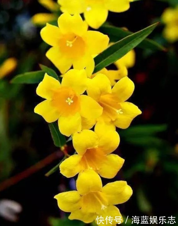 茉莉|家养“香水花”,比茉莉“香10倍”,比绿萝好养,能耐零下20度