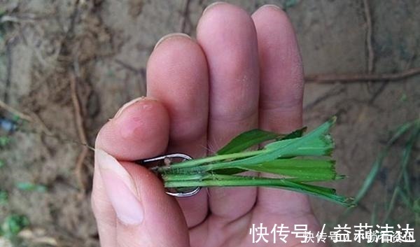 手竿|手竿钓草鱼,打窝方法很关键,这几种民间打窝“野路子”更留鱼!