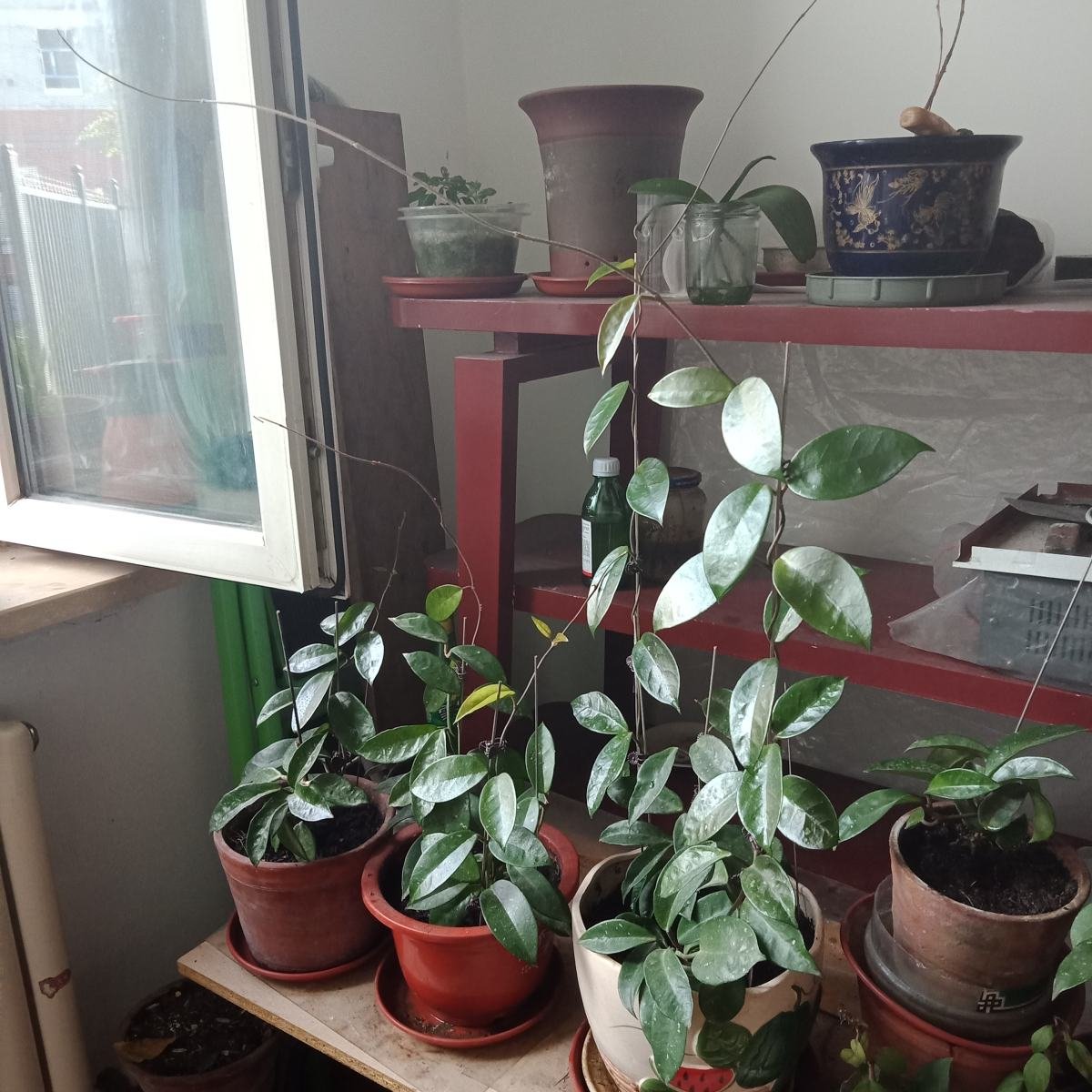 养花换下的旧土别扔，3招让土肥的流油，省下一笔养花钱