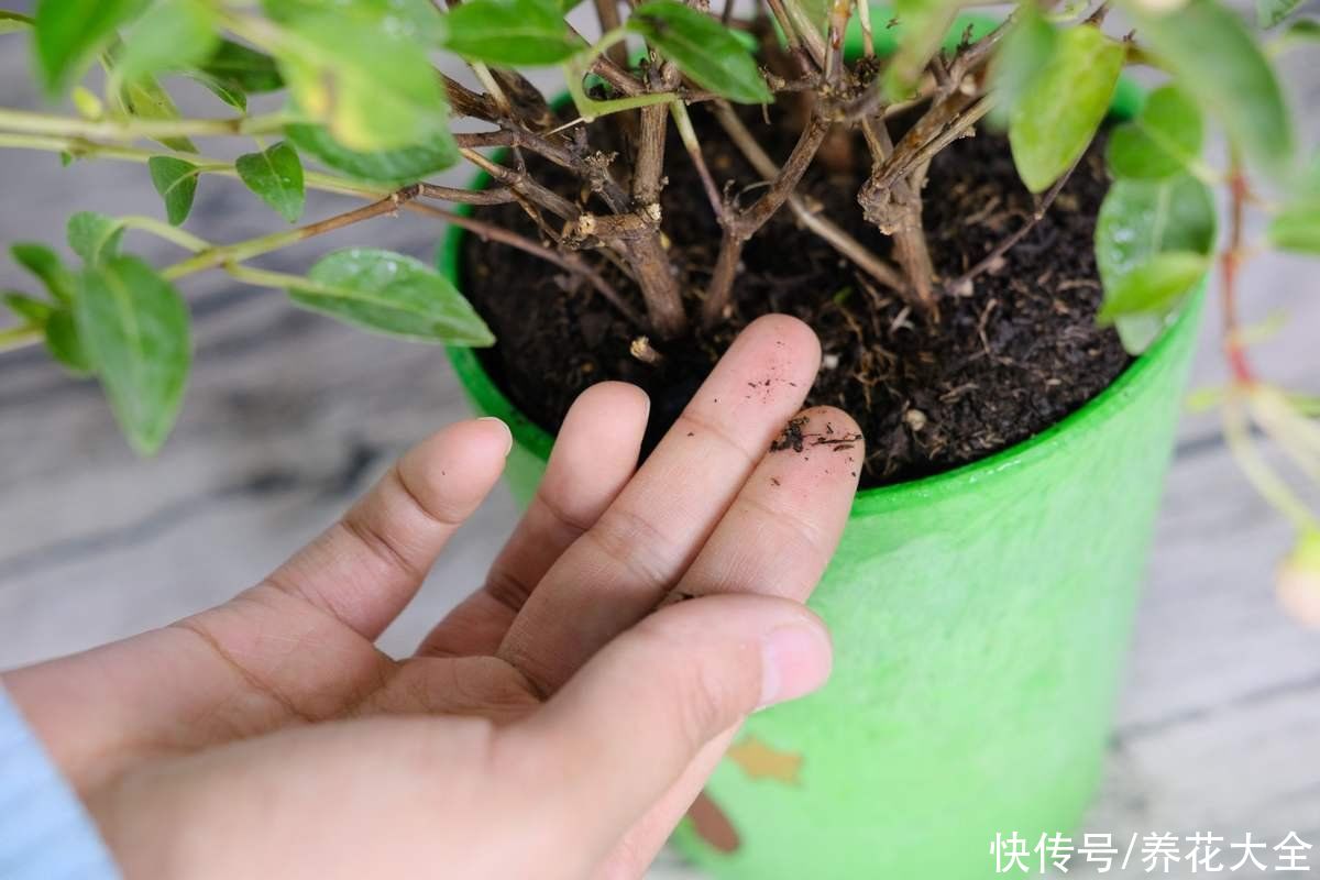 浇水|植物雨季没处躲，勤排水多打理，从此不怕下雨天