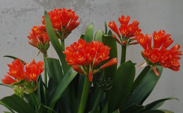 根系|君子兰开花有4把“锁”,明白人逐一打开,想不开花都很难