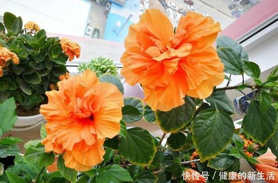 5种花最省心,皮实、好养、漂亮,基本上全年都在开花!