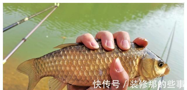 渔获量|入秋的鲫鱼都躲在哪里？在恰当的时间段野钓，渔获量翻一倍