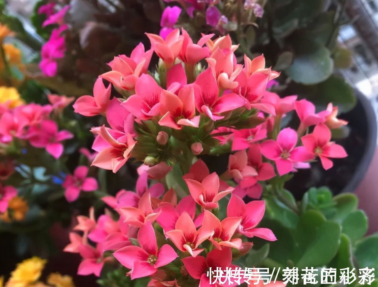 长寿花秋季生长期,发现长满“透明根”,用对方法救活它