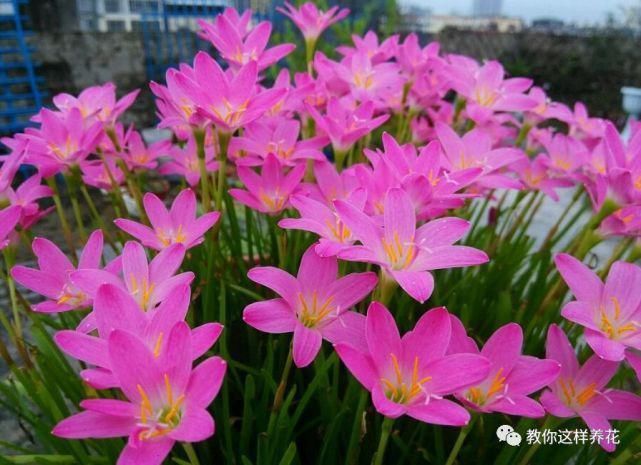 这种球乱养都能活,丢盆里1个月开花,开花太惊艳