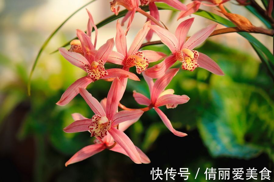 几百块一盆的君子兰,却敌不过这种小溪边挖回的建兰,年年开花