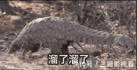穿山甲|新一届的孕妈迷信行为大赏,第一个就是重灾区
